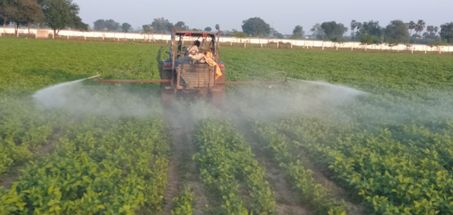 కోలుకుంటున్న మినుము పంట