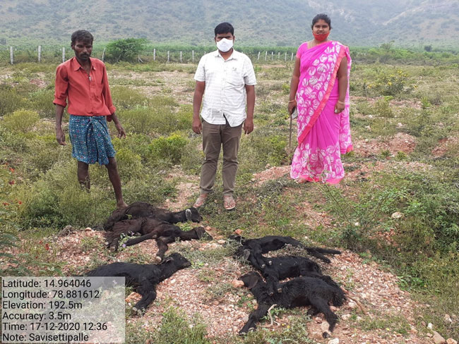 నిమోనియాతో ఆరు మేకలు మృతి