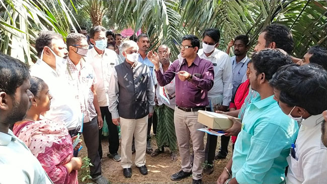 సామూహికంగా తెల్లదోమను నివారించాలి
