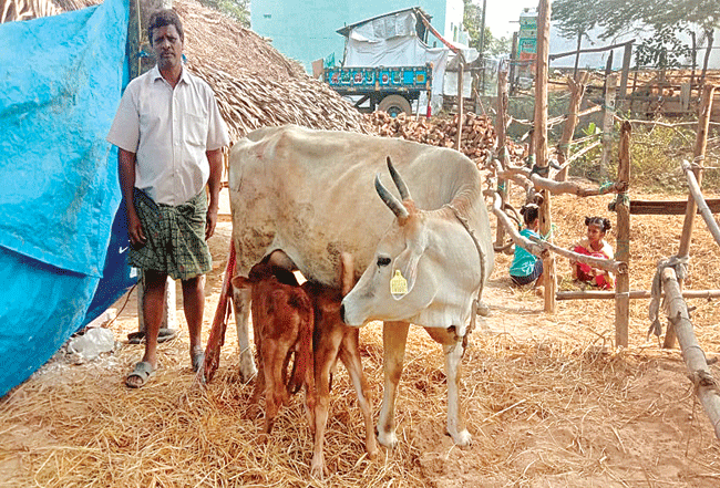 ఒకే ఈతలో రెండు దూడలు