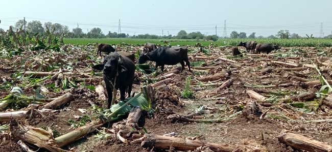 రెండెకరాల అరటి తోటను..