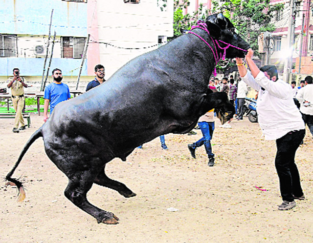 ‘సదర్‌’ స్పెషల్‌