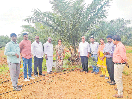 ఆయిల్‌పాం సాగు ఆశలు ఆవిరి