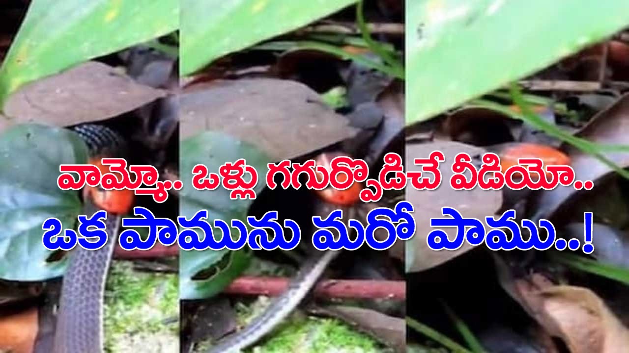 Viral Video: ఒళ్లు గగుర్పొడిచే వీడియో.. ఒక పామును మరో పాము..!