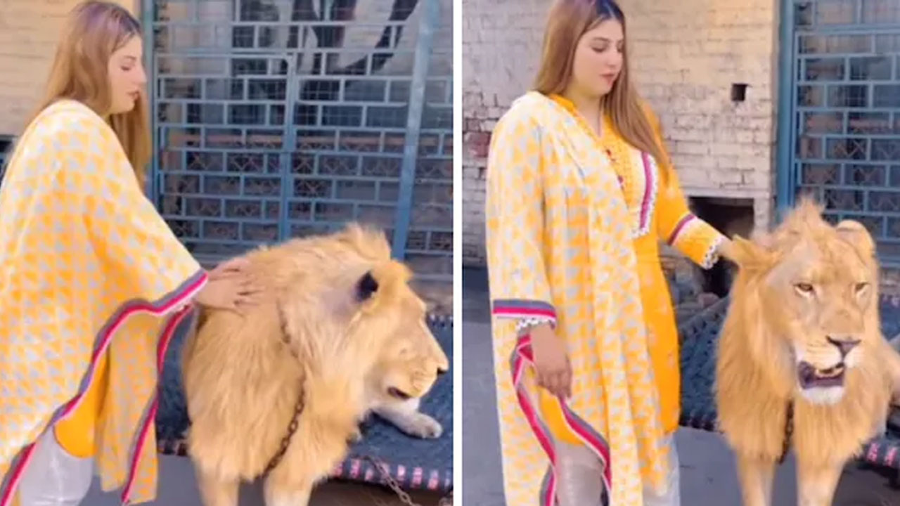 Woman pets lion: సింహాలను పెంచుకుంటున్న మహిళ