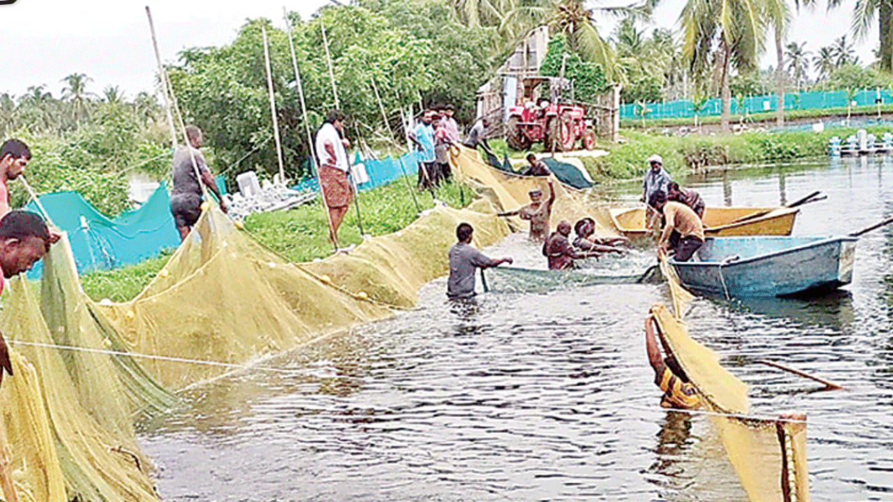 రొయ్య రైతుల వలవిల