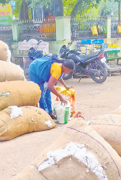 Cotton Price Up cotton-price-up