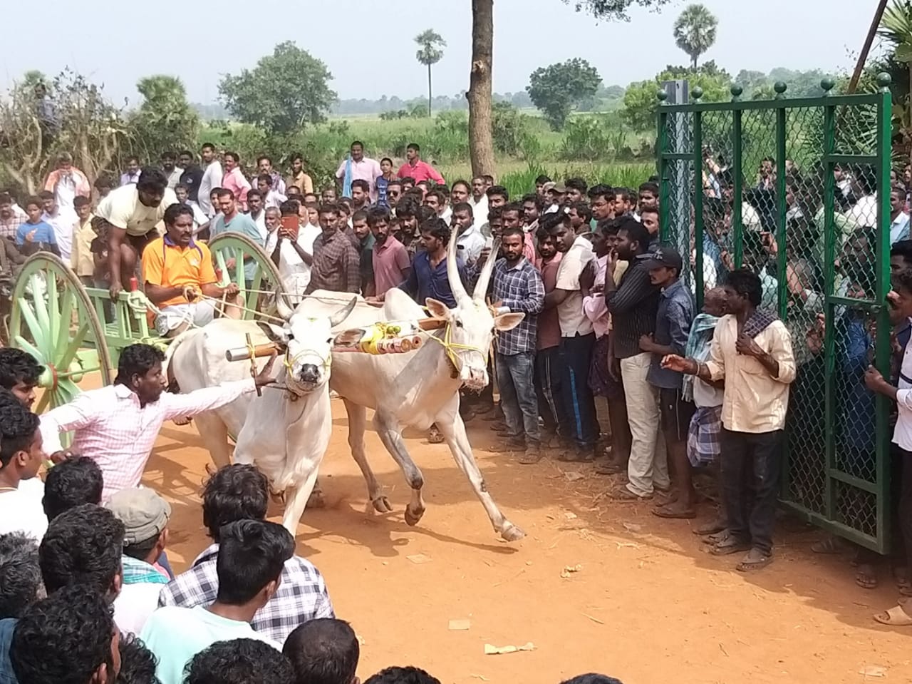 రాష్ట్రస్థాయి ఎడ్ల పోటీలు 