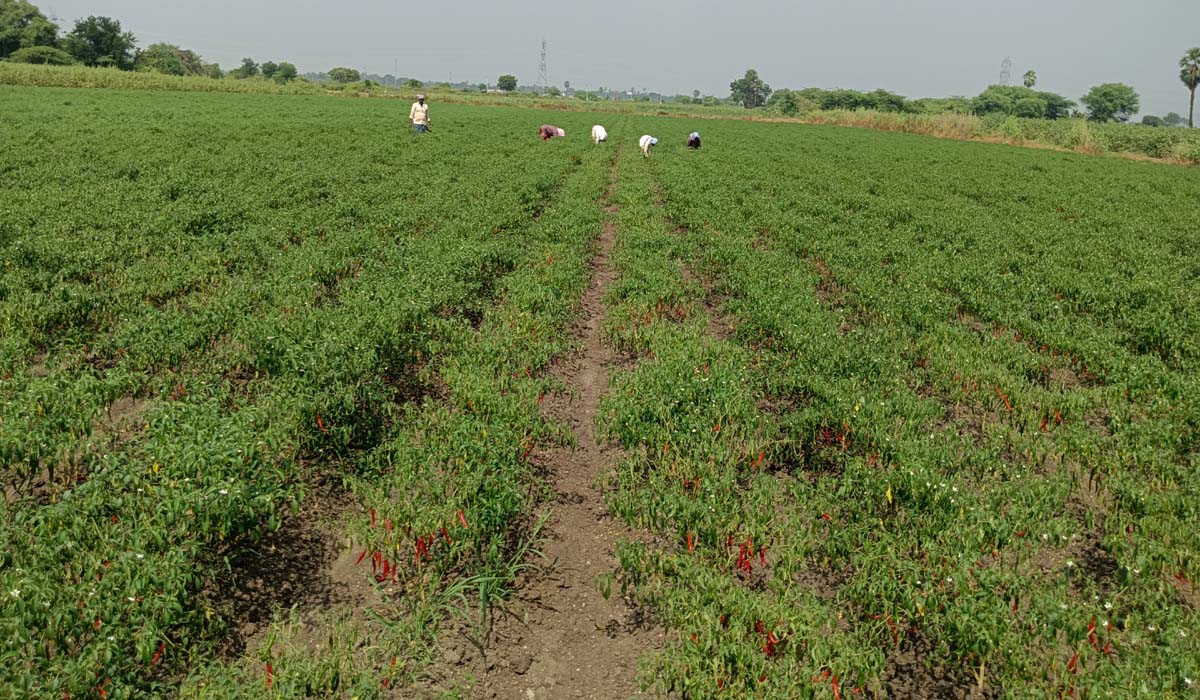 మిరప పైరుకు వేరు తెగులు