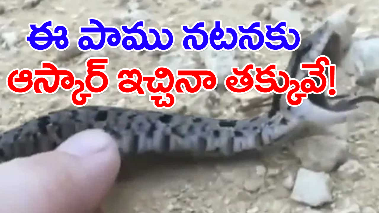 Viral Video: ఈ పాము నటనకు ఆస్కార్ ఇచ్చినా తక్కువే!