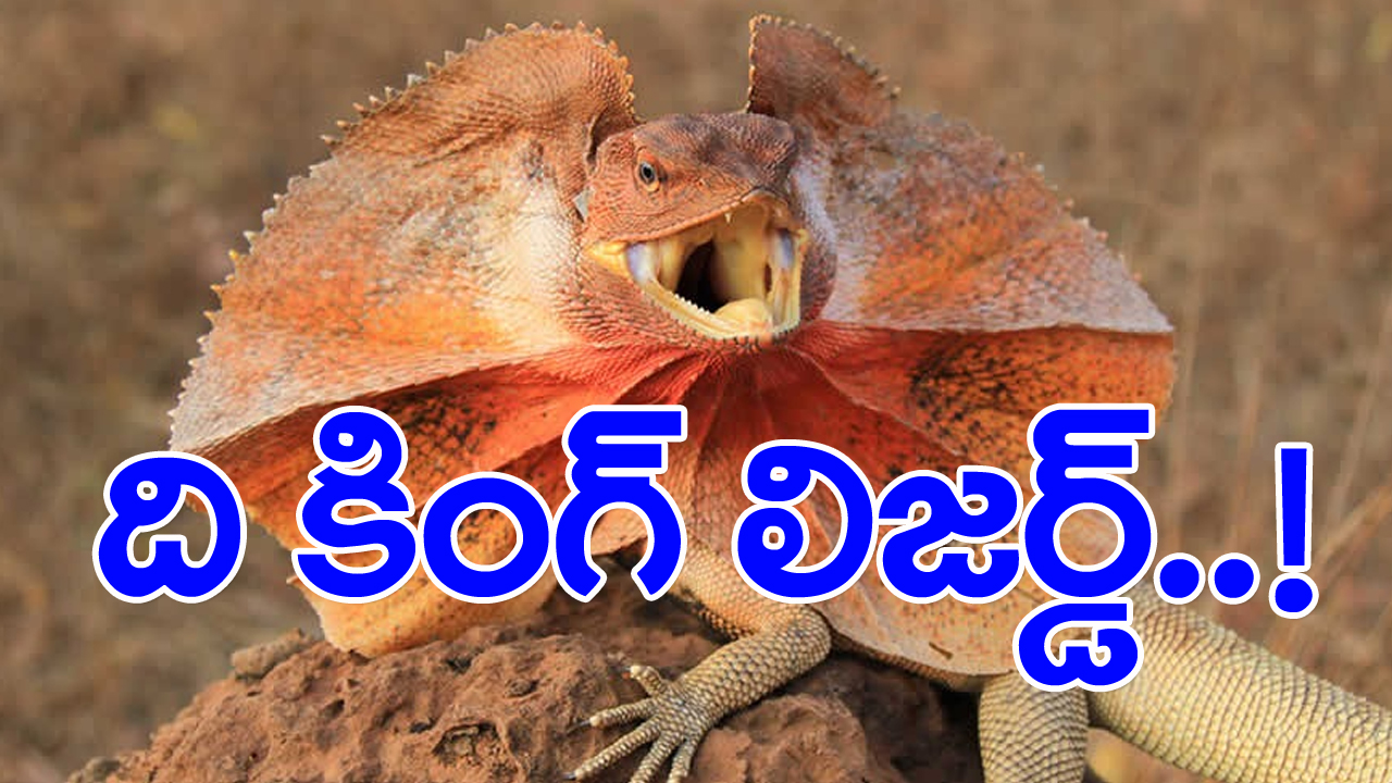 Frilled Dragons: గొడవకు తగ్గేదేలే.. రెండు కాళ్లపై లేస్తాయి.