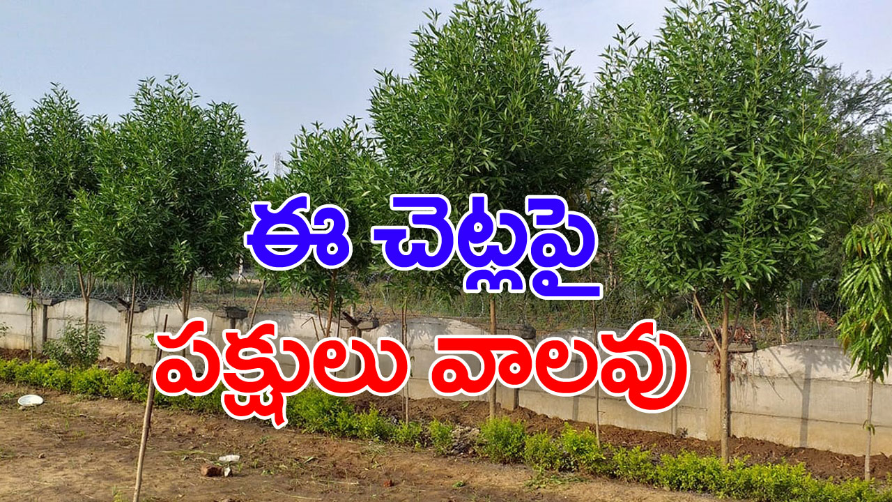 Conocarpus plants: మొక్కే కదా అని పెంచితే..