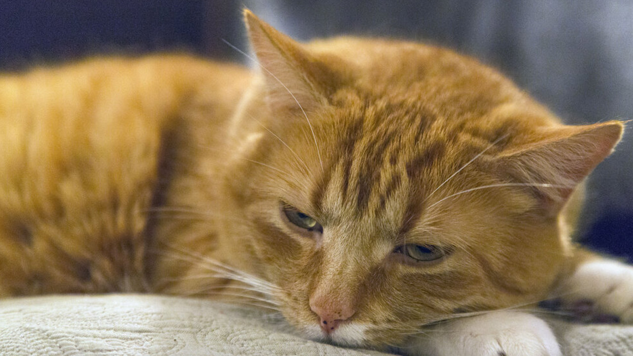 cancer in cats: పెంపుడు పిల్లుల్లో వచ్చే క్యాన్సర్‌ను ఎలా గుర్తించాలి.