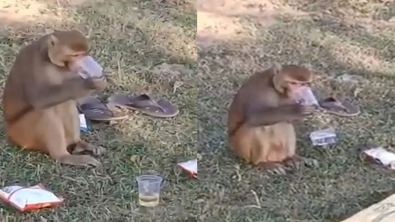 Monkey Drinks Alcohol: ఒక చేతిలో మందు గ్లాస్.. మరొక చేతిలో చిప్స్ ప్యాకెట్.. ఎంజాయ్ చేసిన కోతి