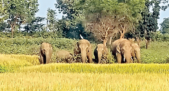 అమ్మో పులి .. బాబోయ్‌ ఏనుగులు