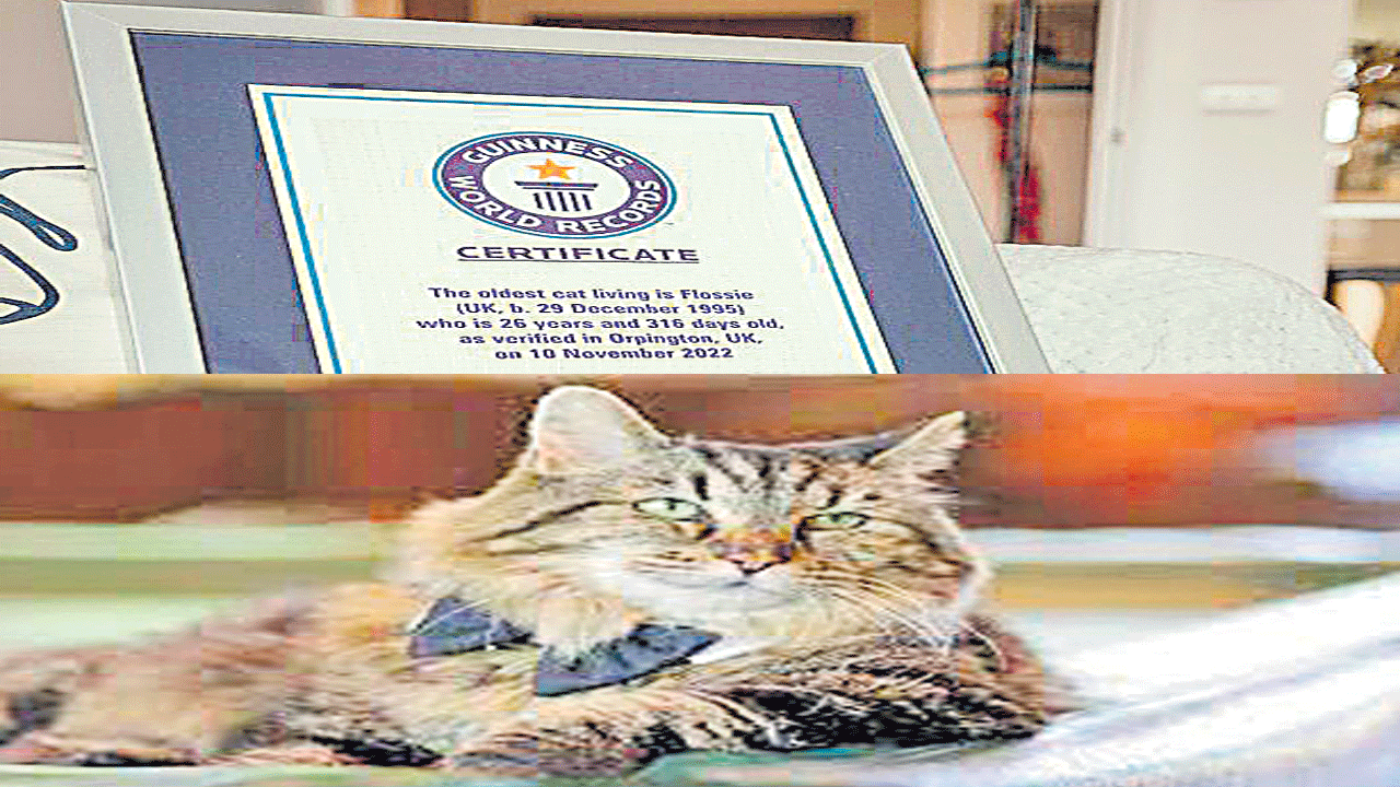 Cat : 26 ఏళ్ల పిల్లి!