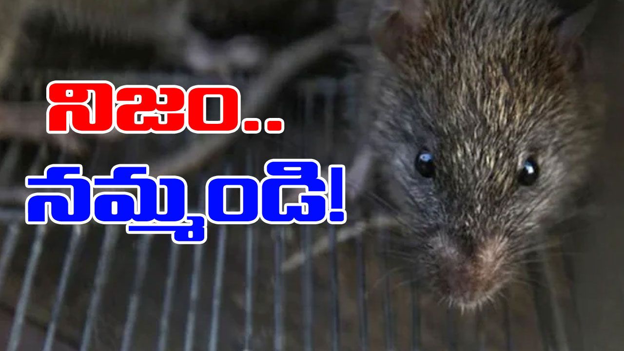 Rats ate marijuana: 581 కేజీల గంజాయిని తినేసిన ఎలుకలు!