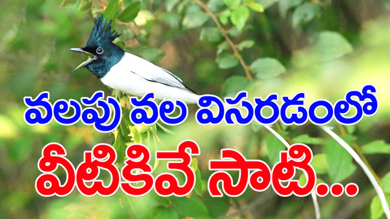 Indian Paradise Flycatcher: ప్యారడైజ్ పక్షి.. ఆకర్షించడంలోనూ ప్రత్యేకమైనదే..!