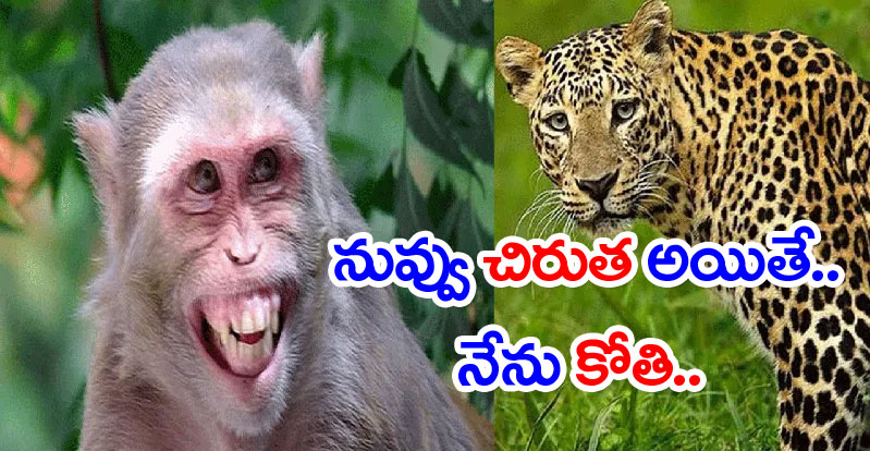 Viral Video: నువ్వు చిరుత అయితే.. నేను కోతి.. వీడియో చూసి తెగ నవ్వేస్తున్న నెటిజన్లు!