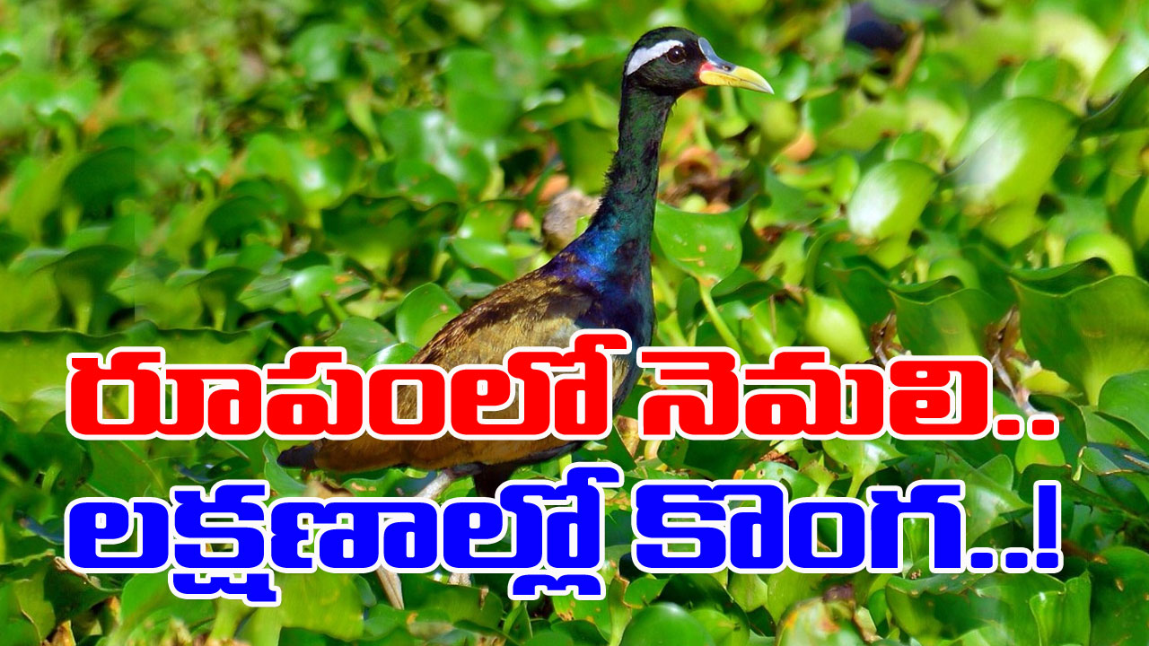 Bronze Winged Jacana: జకానా భలే జాణ.. ప్రమాదాన్ని ఇట్టే పసిగడుతుంది.