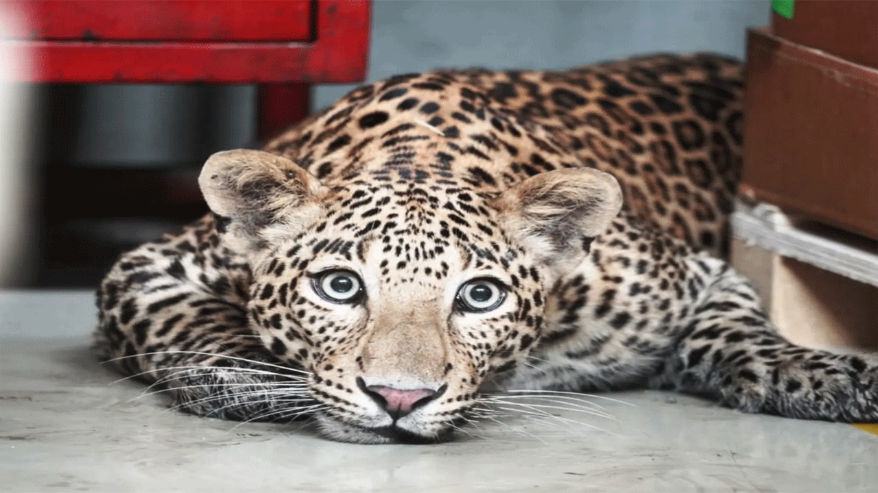 Leopard: హౌసింగ్ కాంప్లెక్సులోకి ప్రవేశించిన చిరుతపులి...ముగ్గురికి గాయాలు