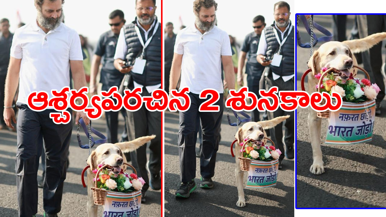 Bharat Jodo Yatra: భారత్ జోడో యాత్రలో రాహుల్‌కి శునకాల స్వాగతం.. ఎలా పలికాయో తెలుసా..