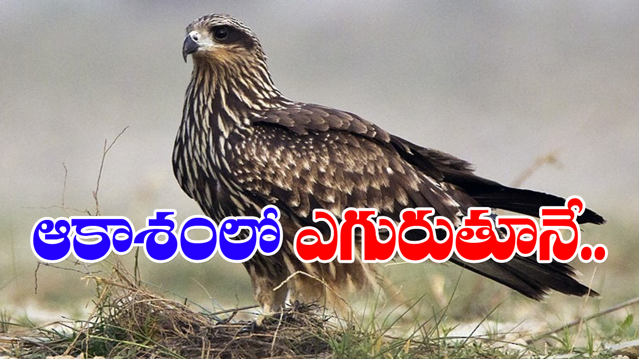 Black Kite : ఆకాశంలో ఎగురుతూ చురుగ్గా దిశ మార్చుకుంటాయి.