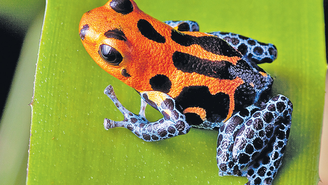  Poison dart frogs: మీకు తెలుసా?