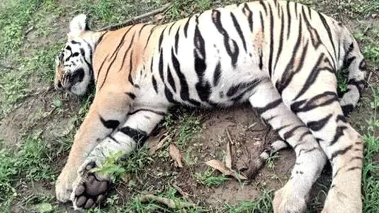 Tiger Cubs: తాడోబా రిజర్వులో నాలుగు పులి పిల్లల మృతి