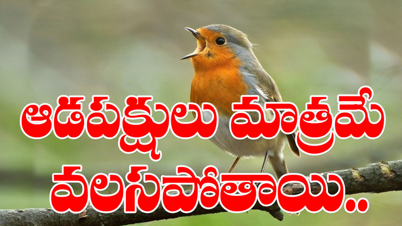 European Robins: చక్కని పాటతో ఆడపక్షిని ఆకర్షిస్తుంది.