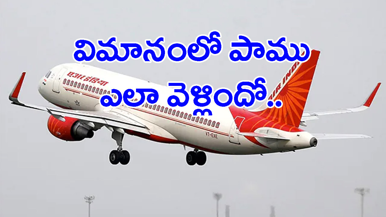 Air India: వామ్మో..  ఎయిరిండియా విమానంలో పాము.. 