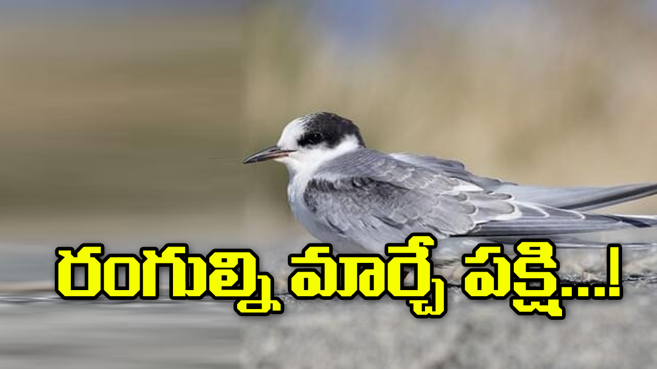 Arctic tern: సంవత్సరంలో రెండు వేసవులను చూసే పక్షి..!