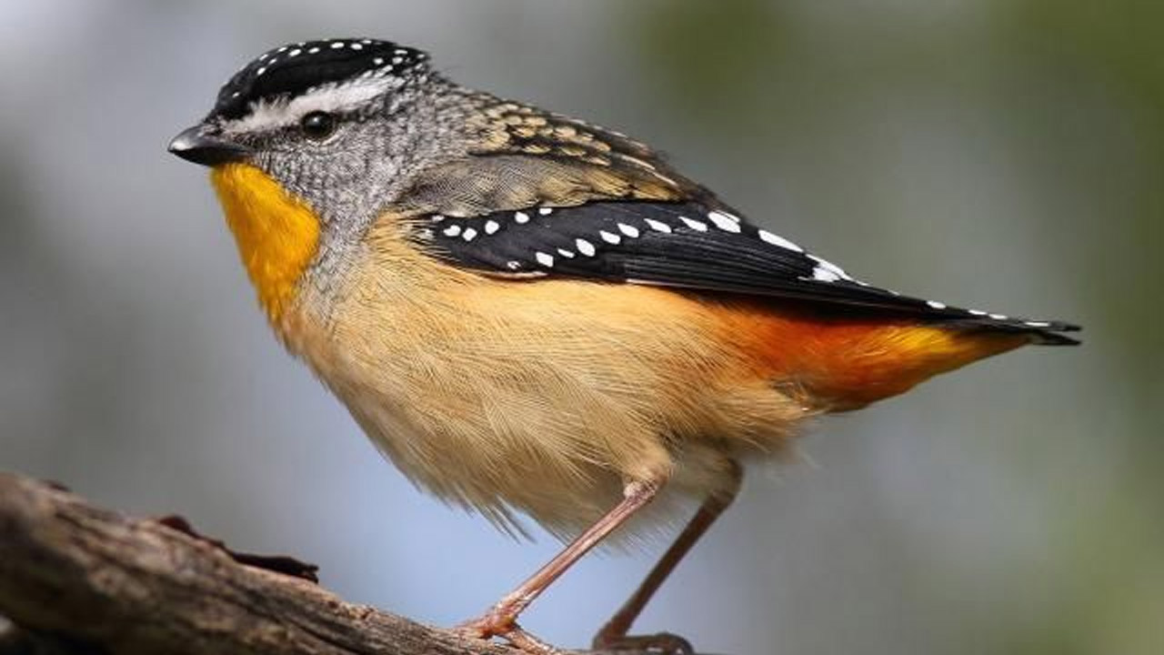 spotted pardalote: కూత మార్చి మాయ చేస్తుంది..!