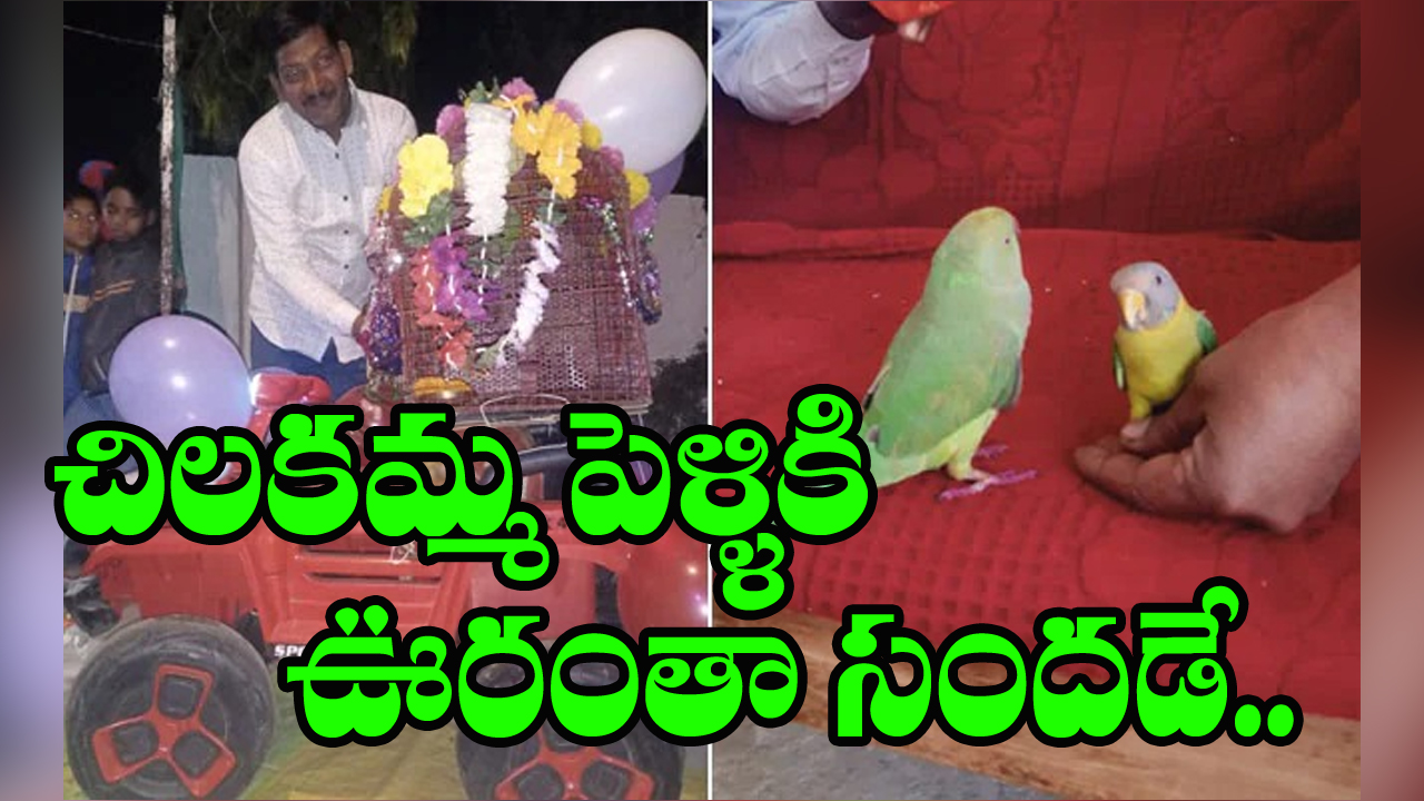 Traditional Indian Parrot Wedding:  చిలకల పెళ్ళి సందడి.. ఎంత వైభవంగా చేసారంటే..!