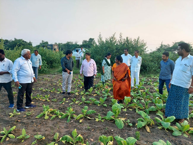 పొగాకు నష్టాల పరిశీలనకు నాలుగు బృందాలు