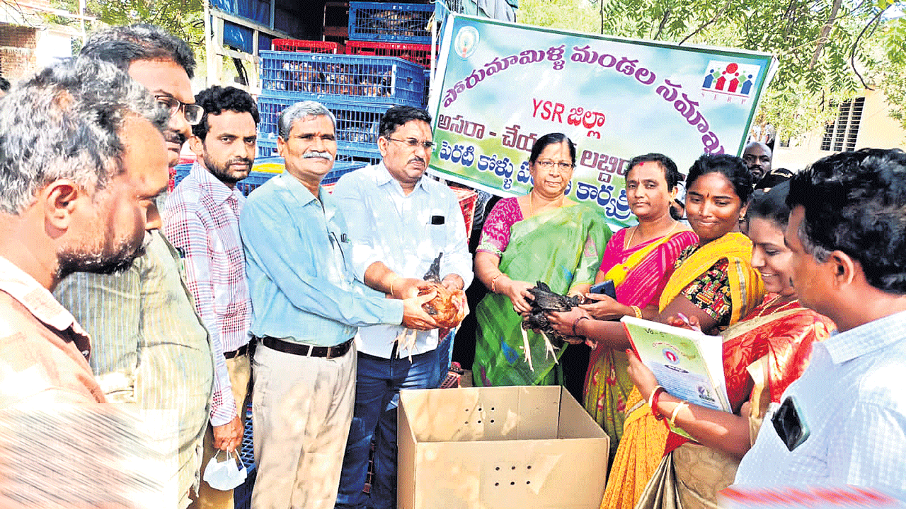 పెరటికోళ్ల పెంపకంతో జీవనోపాధి | Livelihood from rearing backyard chickens