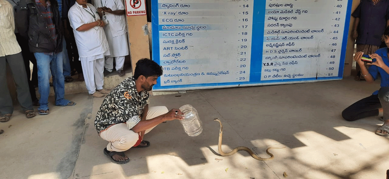 మదనపల్లె జిల్లా ఆస్పత్రిలో నాగుపాము