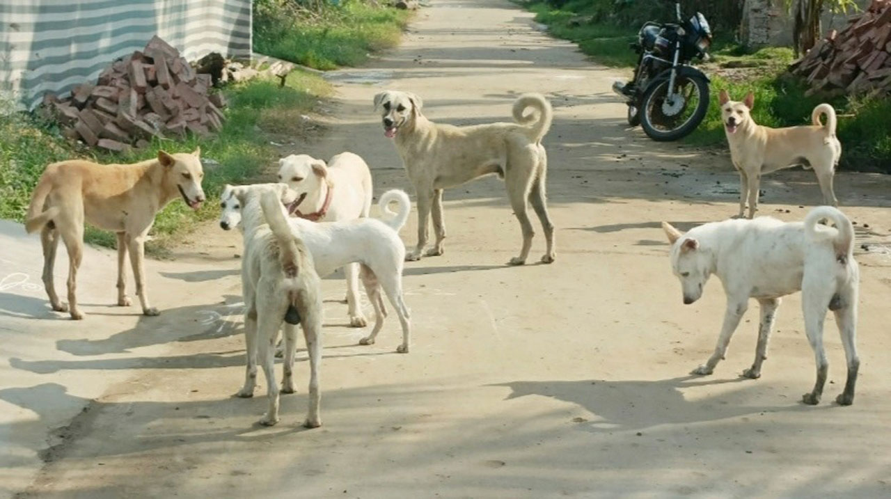 భౌ..భౌ.. బాబోయ్‌ | street dogs at villages