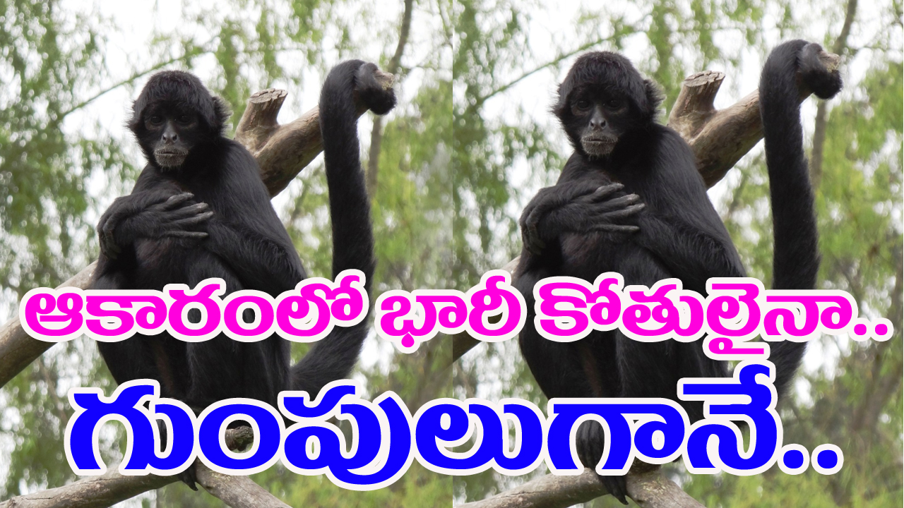 Spider Monkey: స్పైడర్ కోతులు అంతరించిపోతున్నాయట.. ఎందుకంటే..!