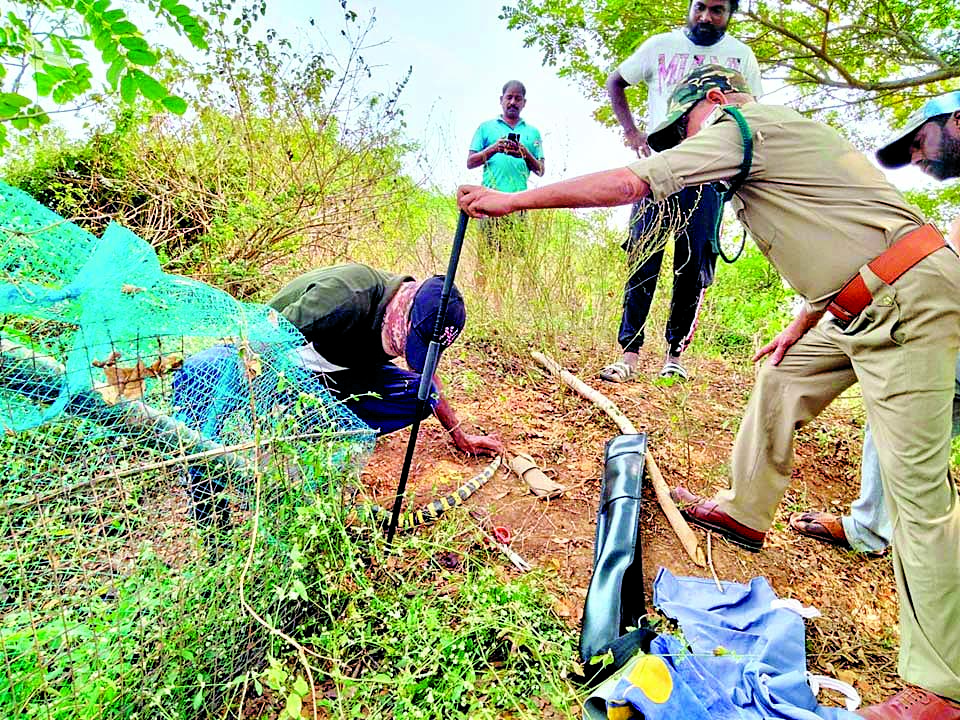 వలలో చిక్కిన అరుదైన విష సర్పం