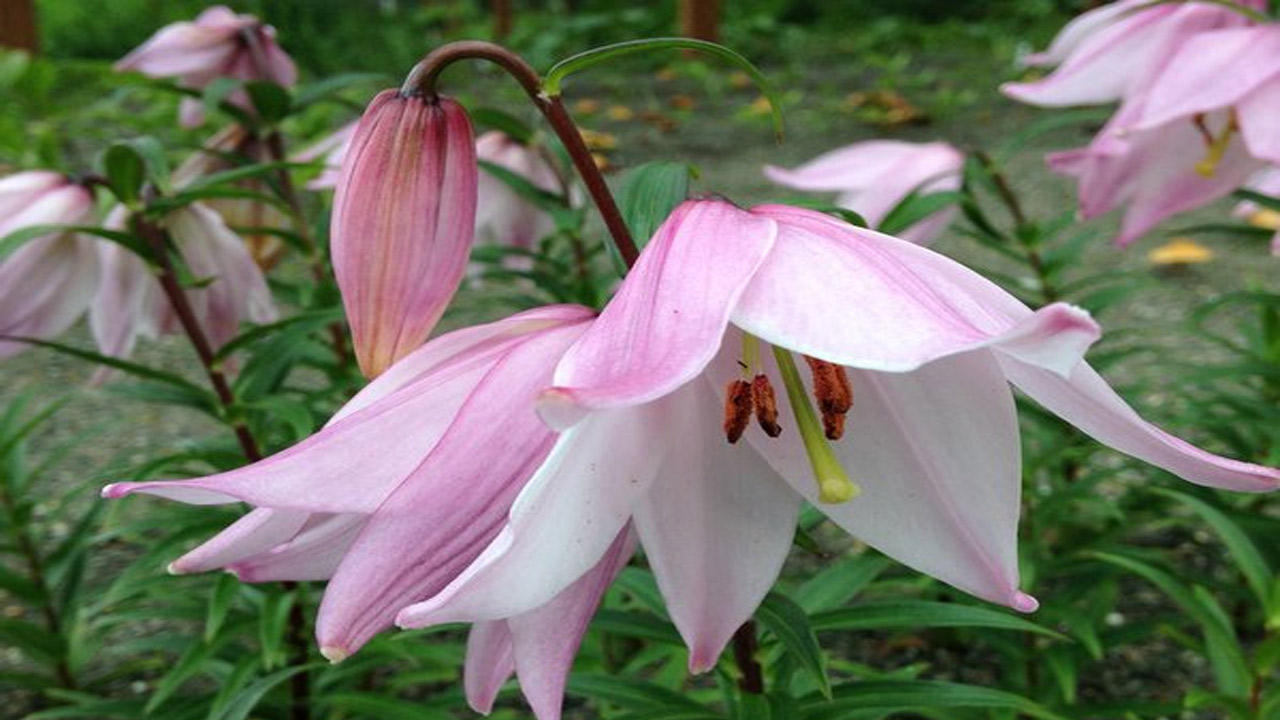 Shirui Lily Festival - Manipur: ఈ అరుదైన పుష్పం ఆ కొండమీద మాత్రమే పూస్తుందట..!