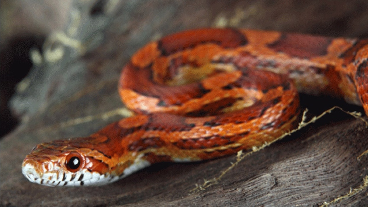 Pantherophis guttatus: ఈ పాము అంత ప్రమాదకరం కాదు..!