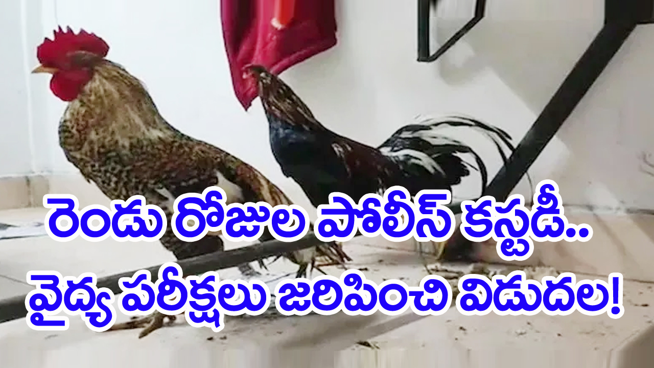 Viral News: పోలీస్ కస్టడీలో కోళ్లు.. వైద్య పరీక్షలు పూర్తైన తర్వాత విడుదల!