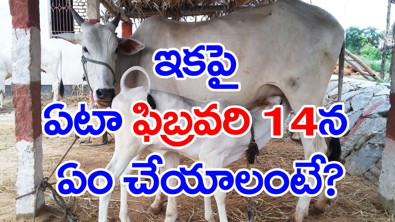 Cow Hug Day: ఇకపై ఫిబ్రవరి 14న ఏం చేయాలంటే?