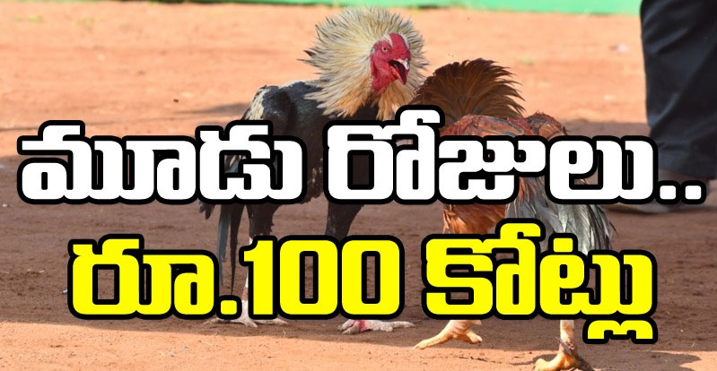 Kodi Pandalu: కోడిపందేల జోరు.. మూడు రోజులు.. రూ.100 కోట్లు 