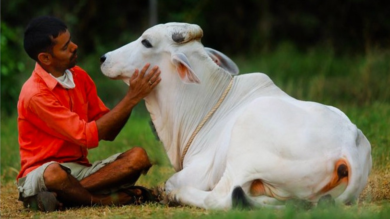 Cow hug day: హాట్‌ టాపిక్‌గా మారిన ‘గో హగ్ డే’.. అసలు ప్రయోజనాలు, ప్రభావాలు ఇవే!