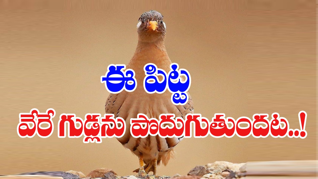 National Bird Day : భూమిలోపల చిన్న రంధ్రాన్ని తవ్వి..!