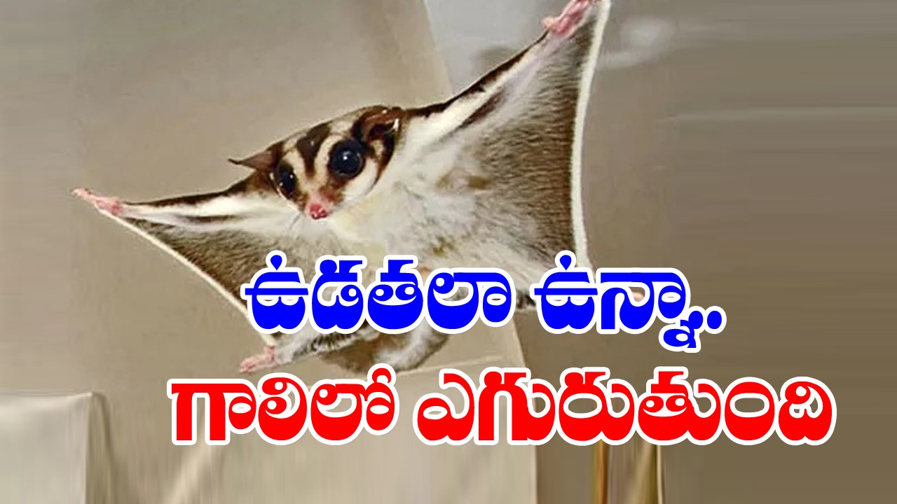 sugar glider :  ఒకేసారి రెండు రకాల పాలను ఇస్తాయి..!