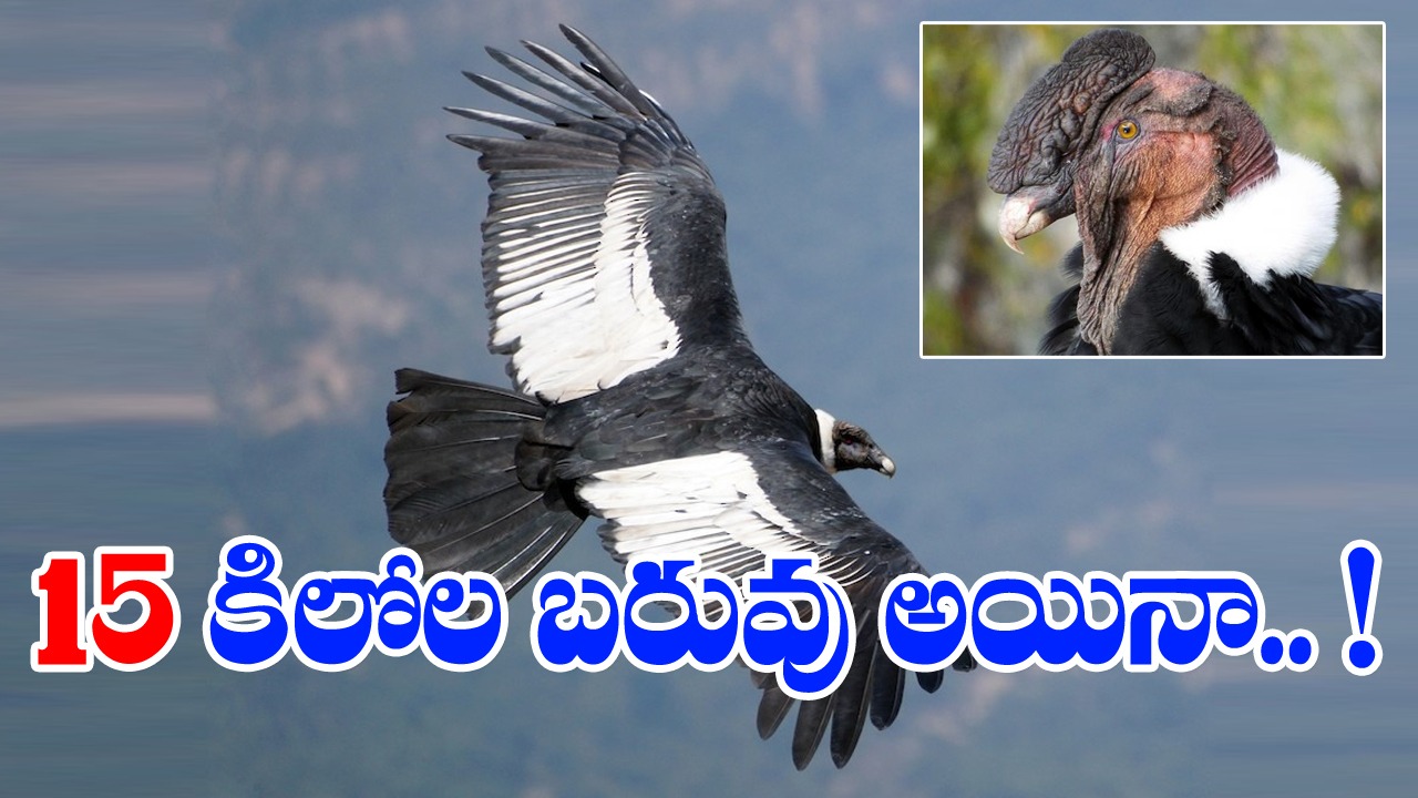 Andean Condor : ప్రపంచంలోనే అతిపెద్ద ఎగిరే పక్షి ఎన్నేళ్ళు బ్రతుకుతుందో తెలుసా..!