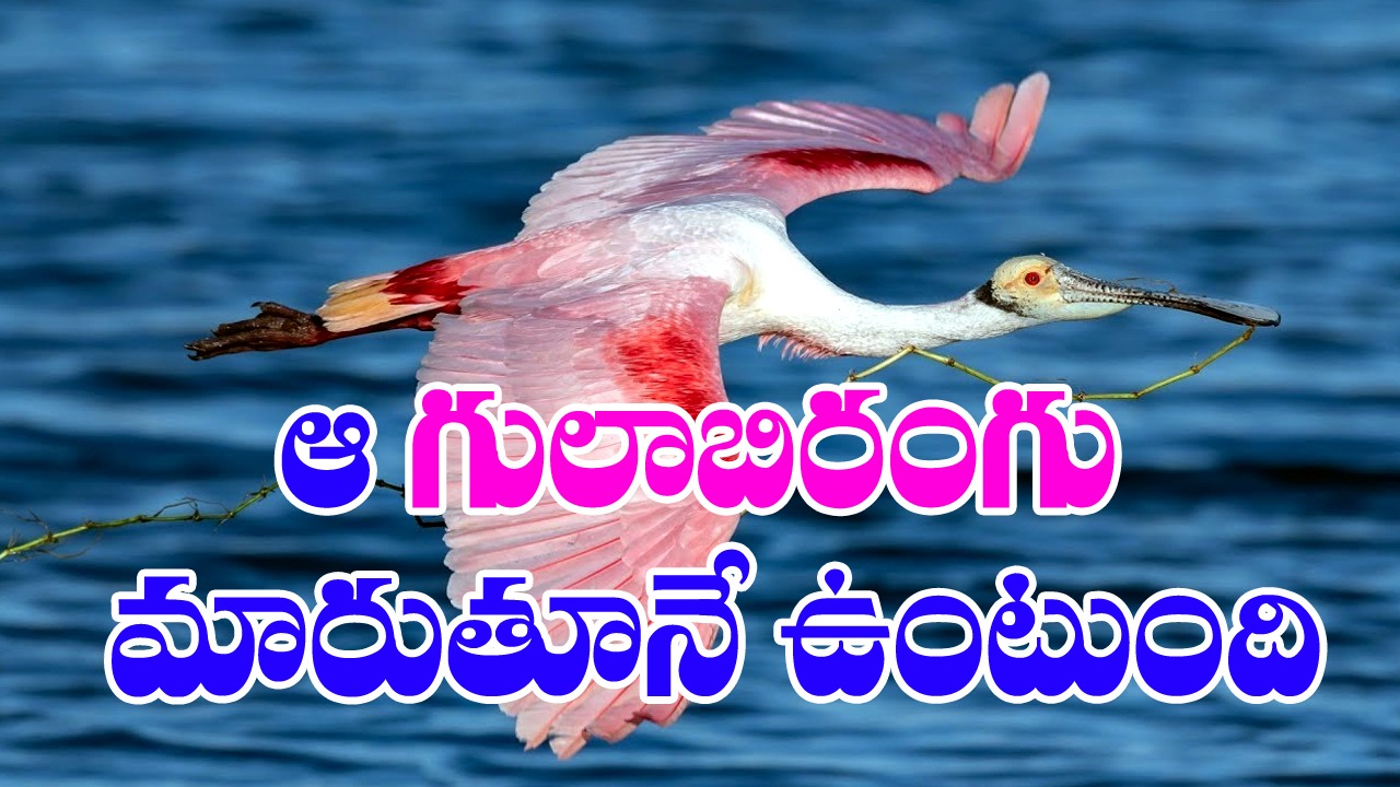 Roseate Spoonbill : ఈ పక్షులది బైనాక్యులర్ దృష్టి.. వేటలో చురుకైనవి.. 